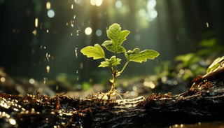 Young tree sapling with sunlight filtering through the forest canopy