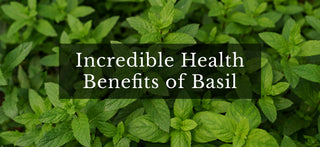 Discover the Incredible Health Benefits of Basil