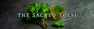 The Sacred Tulsi