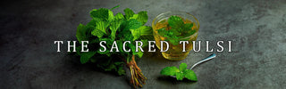 The Sacred Tulsi: Queen of Herbs for Holistic Health & Beauty - Vrishvrindaa