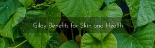 Top 6 Giloy Benefits for Skin and Health You Need to Know - Vrishvrindaa